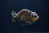 Juvenile Ranchu  Calico 3.5 Inch (ID#1213R9b-57) Free2Day SHIPPING