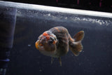 Juvenile Ranchu  Calico 3.5 Inch (ID#1213R9b-57) Free2Day SHIPPING