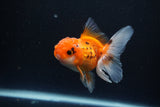 Juvenile Thai Oranda  Tricolor 3.5 Inch (ID#1105To13b-82) Free2Day SHIPPING