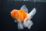 Thai Oranda  Sakura 5 Inch (ID#1129To5b-101) Free2Day SHIPPING