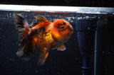 Thai Oranda  Tricolor 4.5 Inch (ID#228T5c-84) Free2Day SHIPPING