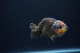 Juvenile Ranchu  Calico 3.5 Inch (ID#1213R9b-57) Free2Day SHIPPING