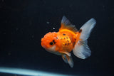 Juvenile Thai Oranda  Tricolor 3.5 Inch (ID#1105To13b-82) Free2Day SHIPPING