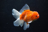 Thai Oranda  Sakura 5 Inch (ID#1129To5b-101) Free2Day SHIPPING