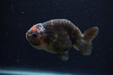 Juvenile Ranchu  Calico 3.5 Inch (ID#1213R9b-57) Free2Day SHIPPING