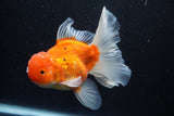 Thai Oranda  Sakura 5 Inch (ID#1129To5b-101) Free2Day SHIPPING