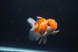 Juvenile Thai Oranda  Tricolor 3.5 Inch (ID#1105To13b-82) Free2Day SHIPPING