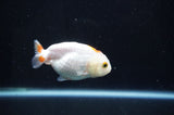 Baby Ranchu  Red White 3 Inch (ID#408R9c-31) Free2Day SHIPPING