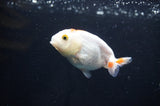 Baby Ranchu  Red White 3 Inch (ID#408R9c-31) Free2Day SHIPPING