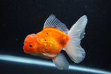 Thai Oranda  Sakura 5 Inch (ID#1129To5b-101) Free2Day SHIPPING