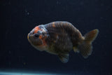 Juvenile Ranchu  Calico 3.5 Inch (ID#1213R9b-57) Free2Day SHIPPING