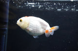 Baby Ranchu  Red White 3 Inch (ID#408R9c-31) Free2Day SHIPPING
