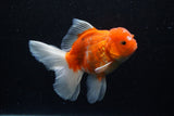 Thai Oranda  Sakura 5 Inch (ID#1129To5b-101) Free2Day SHIPPING