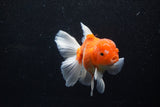 Thai Oranda  Sakura 5 Inch (ID#1129To5b-101) Free2Day SHIPPING