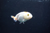 Baby Ranchu  Red White 3 Inch (ID#408R9c-31) Free2Day SHIPPING