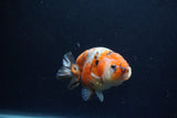 Juvenile Ranchu  Calico 3.5 Inch (ID#1213R9b-58) Free2Day SHIPPING