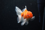 Thai Oranda  Sakura 5 Inch (ID#1129To5b-101) Free2Day SHIPPING