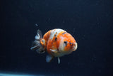 Juvenile Ranchu  Calico 3.5 Inch (ID#1213R9b-58) Free2Day SHIPPING