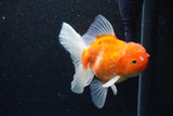 Thai Oranda  Sakura 5 Inch (ID#1129To5b-101) Free2Day SHIPPING