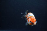 Juvenile Ranchu  Calico 3.5 Inch (ID#1213R9b-58) Free2Day SHIPPING