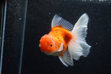 Thai Oranda  Sakura 5 Inch (ID#1129To5b-101) Free2Day SHIPPING