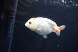Baby Ranchu  Red White 3 Inch (ID#408R9c-31) Free2Day SHIPPING