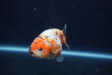 Juvenile Ranchu  Calico 3.5 Inch (ID#1213R9b-58) Free2Day SHIPPING