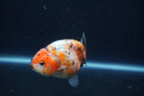 Juvenile Ranchu  Calico 3.5 Inch (ID#1213R9b-58) Free2Day SHIPPING