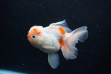 Thai Oranda  Sakura 4.5 Inch (ID#1203To5b-95) Free2Day SHIPPING