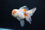 Thai Oranda  Sakura 4.5 Inch (ID#1203To5b-95) Free2Day SHIPPING