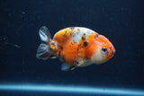 Juvenile Ranchu  Calico 3.5 Inch (ID#1213R9b-58) Free2Day SHIPPING