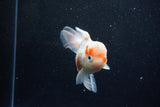 Thai Oranda  Sakura 4.5 Inch (ID#1203To5b-95) Free2Day SHIPPING