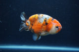 Juvenile Ranchu  Calico 3.5 Inch (ID#1213R9b-58) Free2Day SHIPPING