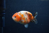 Juvenile Ranchu  Calico 3.5 Inch (ID#1213R9b-58) Free2Day SHIPPING