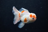 Thai Oranda  Sakura 4.5 Inch (ID#1203To5b-95) Free2Day SHIPPING