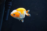 Juvenile Ranchu  Red White 2.5 Inch (ID#404R9b-49) Free2Day SHIPPING