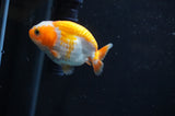 Juvenile Ranchu  Red White 2.5 Inch (ID#404R9b-49) Free2Day SHIPPING