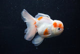 Thai Oranda  Sakura 4.5 Inch (ID#1203To5b-95) Free2Day SHIPPING