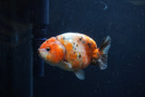 Juvenile Ranchu  Calico 3.5 Inch (ID#1213R9b-58) Free2Day SHIPPING