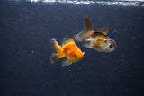 2Pack Thai Oranda   2 Inch (ID#1101ToPTD-8) Free2Day SHIPPING