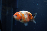 Juvenile Ranchu  Calico 3.5 Inch (ID#1213R9b-58) Free2Day SHIPPING