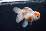 Thai Oranda  Sakura 4.5 Inch (ID#1203To5b-95) Free2Day SHIPPING