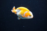 Juvenile Ranchu  Red White 2.5 Inch (ID#404R9b-49) Free2Day SHIPPING