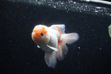 Thai Oranda  Sakura 4.5 Inch (ID#1203To5b-95) Free2Day SHIPPING