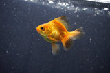 2Pack Thai Oranda   2 Inch (ID#1101ToPTD-8) Free2Day SHIPPING