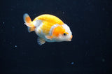 Juvenile Ranchu  Red White 2.5 Inch (ID#404R9b-49) Free2Day SHIPPING
