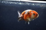 Juvenile Ranchu  Calico 3.5 Inch (ID#1213R9b-58) Free2Day SHIPPING