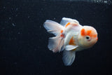 Thai Oranda  Sakura 4.5 Inch (ID#1203To5b-95) Free2Day SHIPPING