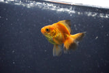 2Pack Thai Oranda   2 Inch (ID#1101ToPTD-8) Free2Day SHIPPING