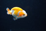 Juvenile Ranchu  Red White 2.5 Inch (ID#404R9b-49) Free2Day SHIPPING